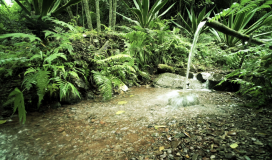 Bamboo Water Feature_030524001