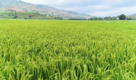 Aerial Photography Large Paddy Field 010724026