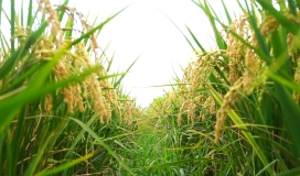 Golden Rice Ripe Harvest Video 050724028