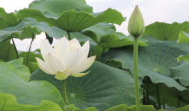 Real Shooting Lotus Pond Scenery 080724009