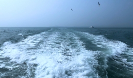 Sea Wave Seabird Seagull Ship 090724021