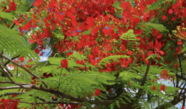 Summer Red Phoenix Flowers Vietnam 100724010