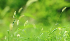 Nature Video Wildflowers Green Leaves 070724009