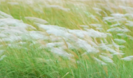 Reed Grass Bông Lau Cỏ Sậy 080724020