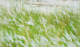 Reed Grass Bông Lau Cỏ Sậy 080724021