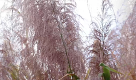 Reed Grass Bông Lau Cỏ Sậy 080724022