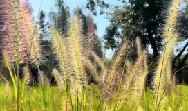 Reed Grass Bông Lau Cỏ Sậy 080724023