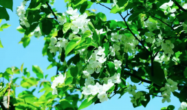 White Flowers Spring Warm Green Leaves 110724003